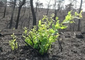 Çanakkale'de yanan bitki örtüsü yeniden yeşermeye başladı