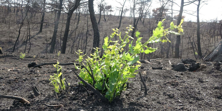 Çanakkale'de yanan bitki örtüsü yeniden yeşermeye başladı