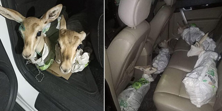 Çuvalda 4 yaralı ceylan yavrusu ele geçti