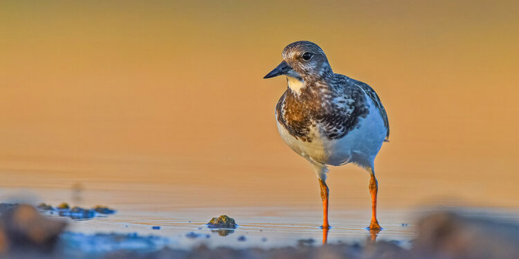 Diyarbakır'da 3 kuş türü ilk kez fotoğraflandı