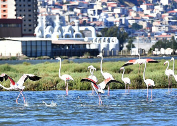 Doğaseverler Flamingo Festivali’nde buluşacak
