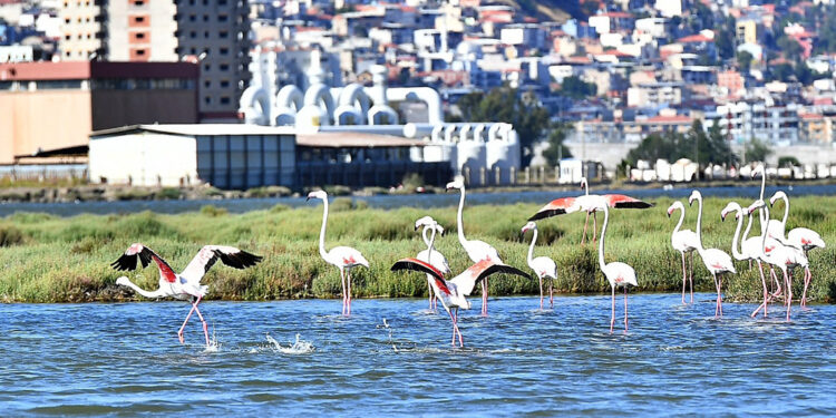 Doğaseverler Flamingo Festivali’nde buluşacak