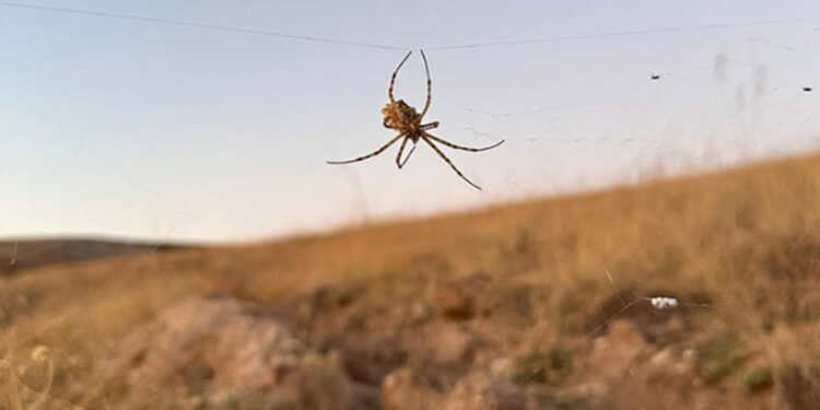 Dünyanın en zehirli örümceği Kırşehir'de görüldü