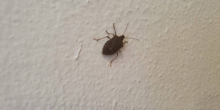 Fındık fabrikasında kahverengi kokarca böceği istilası