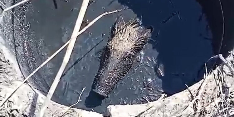 Foseptiğe düşen yavru domuz, iş makinesiyle kurtarıldı