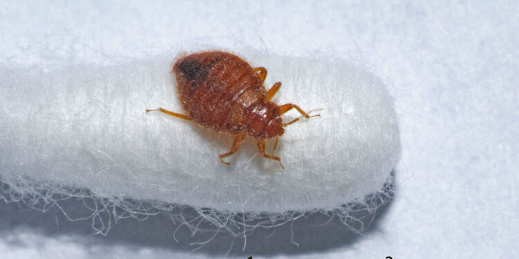 Fransa'nın başkenti Paris’i tahtakuruları bastı