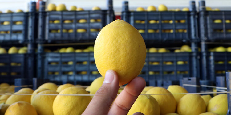 Halde 4 liraya satılan limonun marketteki fiyatı 24 lira