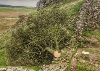 İngiltere’de 300 yıllık ağacı kesen genç gözaltında