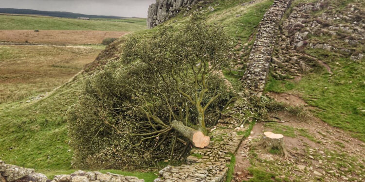 İngiltere’de 300 yıllık ağacı kesen genç gözaltında