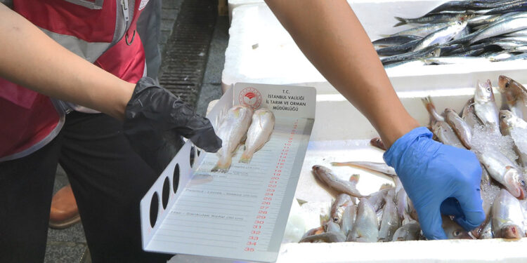 İstanbul'da balık boyu denetimi