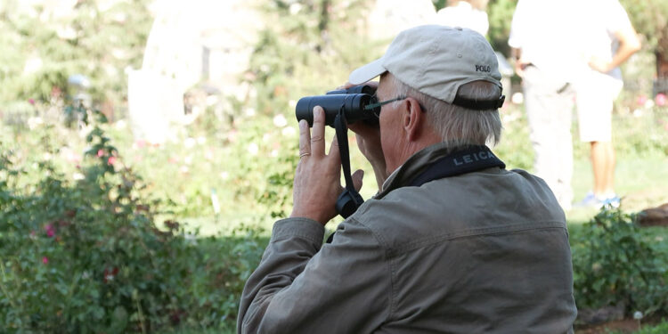 İstanbul'da yırtıcı kuş göçü gözlemi