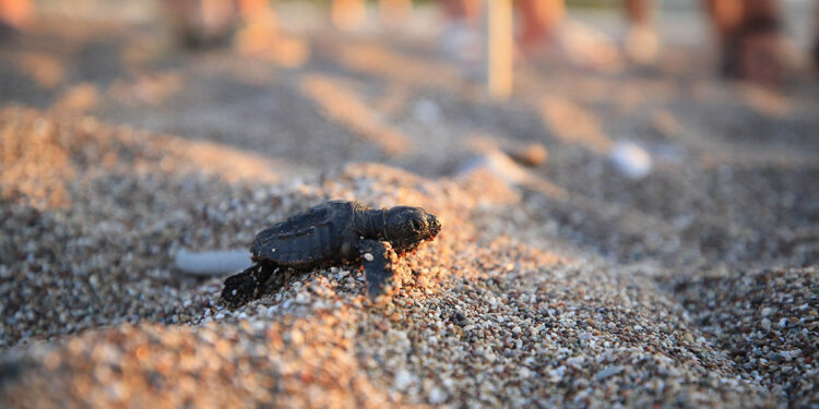 Kara yoluna çıkan yavru deniz kaplumbağaları ezildi