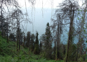 Karadeniz'in nemli havası, orman yangınlarını önledi