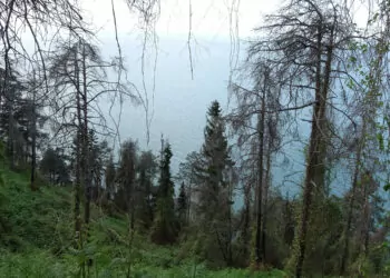 Karadeniz'in nemli havası, orman yangınlarını önledi