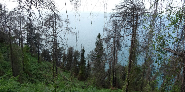 Karadeniz'in nemli havası, orman yangınlarını önledi