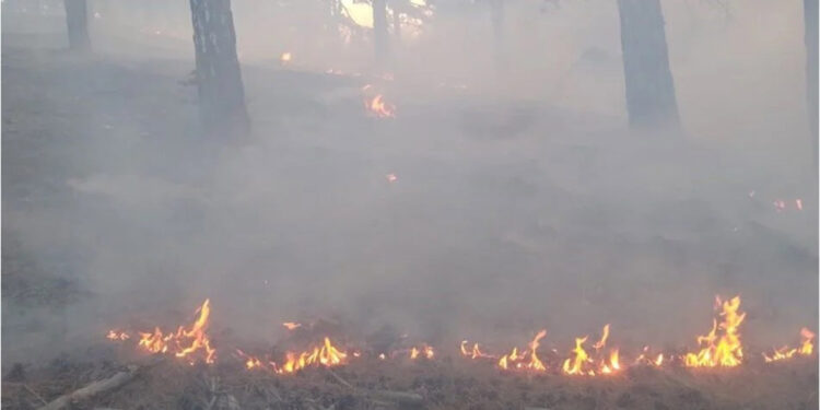 Konya'nın Hadim ilçesinde orman yangını