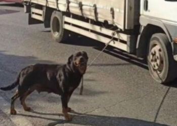 Köpeği kamyonete bağlayan sürücüye 4 bin 554 lira ceza 