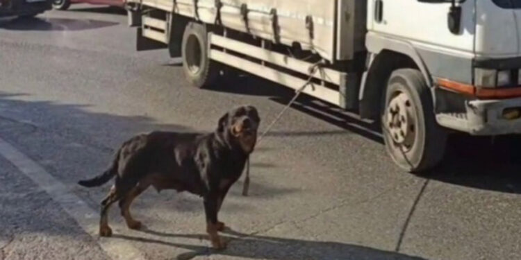 Köpeği kamyonete bağlayan sürücüye 4 bin 554 lira ceza 