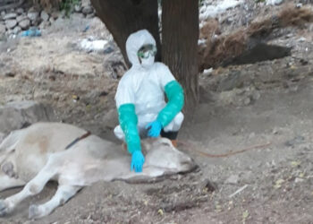 Köpek ve ısırdığı 2 inekte kuduz bulguları görüldü