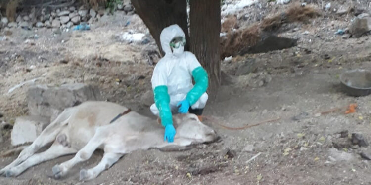 Köpek ve ısırdığı 2 inekte kuduz bulguları görüldü