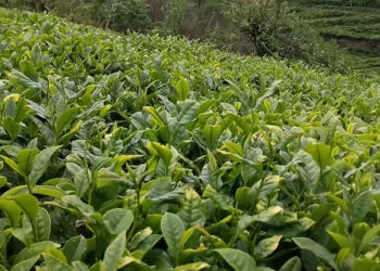 Kuraklık çay tarımını olumsuz etkiledi
