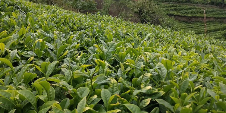 Kuraklık çay tarımını olumsuz etkiledi