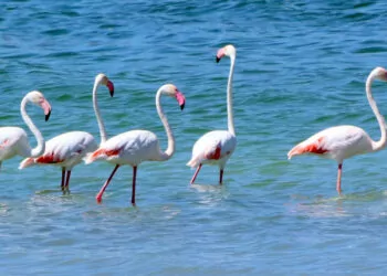 Kuruma tehlikesi bulunan burdur gölü flamingolarla renklendi