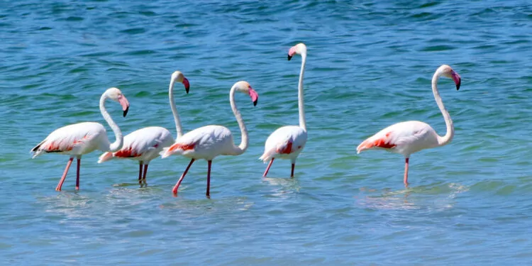 Kuruma tehlikesi bulunan burdur gölü flamingolarla renklendi