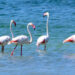 Kuruma tehlikesi bulunan Burdur Gölü flamingolarla renklendi