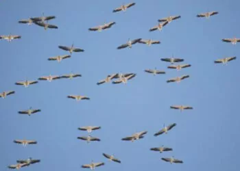 Kuşların afrika'ya göçü mersin üzerinden