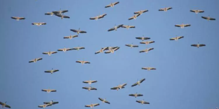 Kuşların afrika'ya göçü mersin üzerinden