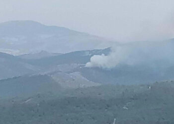 Manisa Akhisar'da ormanda yangın