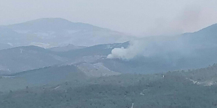 Manisa Akhisar'da ormanda yangın