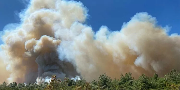 Manisa'da ormanda yangın