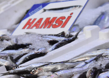 Ordu'da da hamsi fiyatlarında düşüş başladı