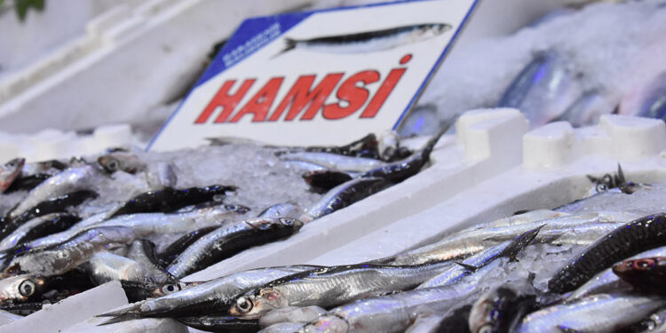 Ordu'da da hamsi fiyatlarında düşüş başladı