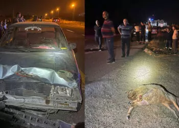 Otomobil sürüye çarptı: 4 kişi yaralandı, 7 koyun öldü