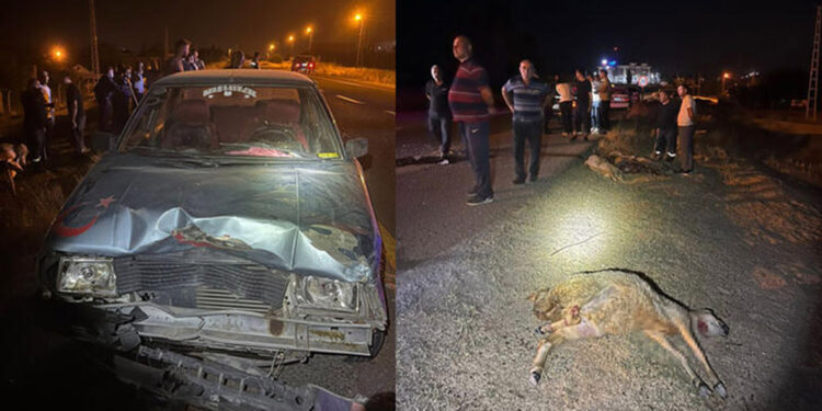 Otomobil sürüye çarptı: 4 kişi yaralandı, 7 koyun öldü