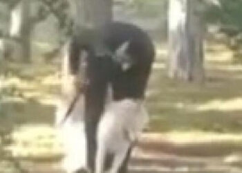 Parkta köpeğe sopalı-yumruklu saldırıya takipsizlik kararı