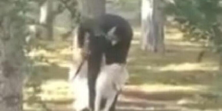 Parkta köpeğe sopalı-yumruklu saldırıya takipsizlik kararı