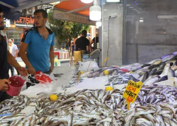 Samsun'da balık avı sezonu başladı