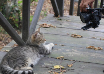 Samsun’daki Kedi Kasabası, Tayland'da belgesel oluyor