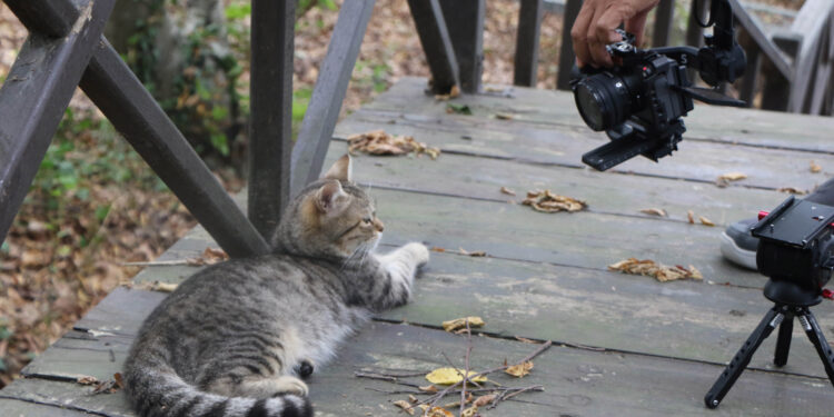 Samsun’daki Kedi Kasabası, Tayland'da belgesel oluyor