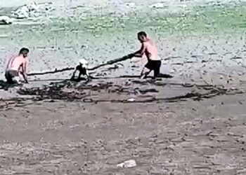 Sazlıbosna Barajı'nda bataklık tuzağı