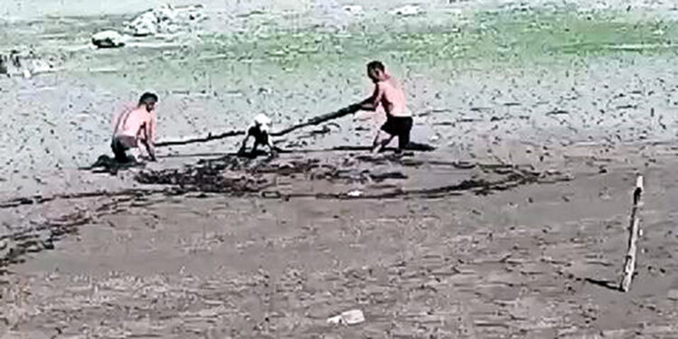 Sazlıbosna Barajı'nda bataklık tuzağı