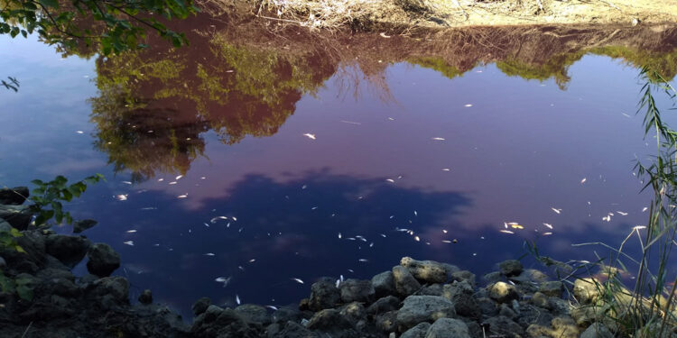 Siyaha dönen Karasu Çayı'nda balık ölümlerine inceleme