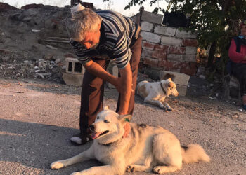 Sokak köpeklerini beslerken başından vuruldu