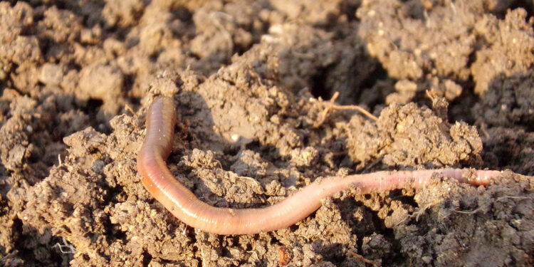 Solucanlar yılda 140 milyon tahıl üretimine katkıda bulunuyor