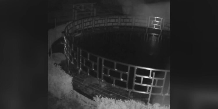 Su samuru 125 bin dolar değerindeki koi balıklarını yedi