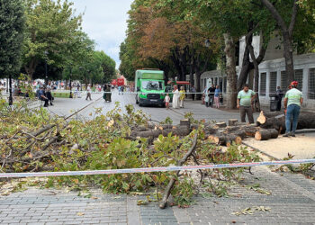 Sultanahmet'te devrilen ağaç paniğe neden oldu